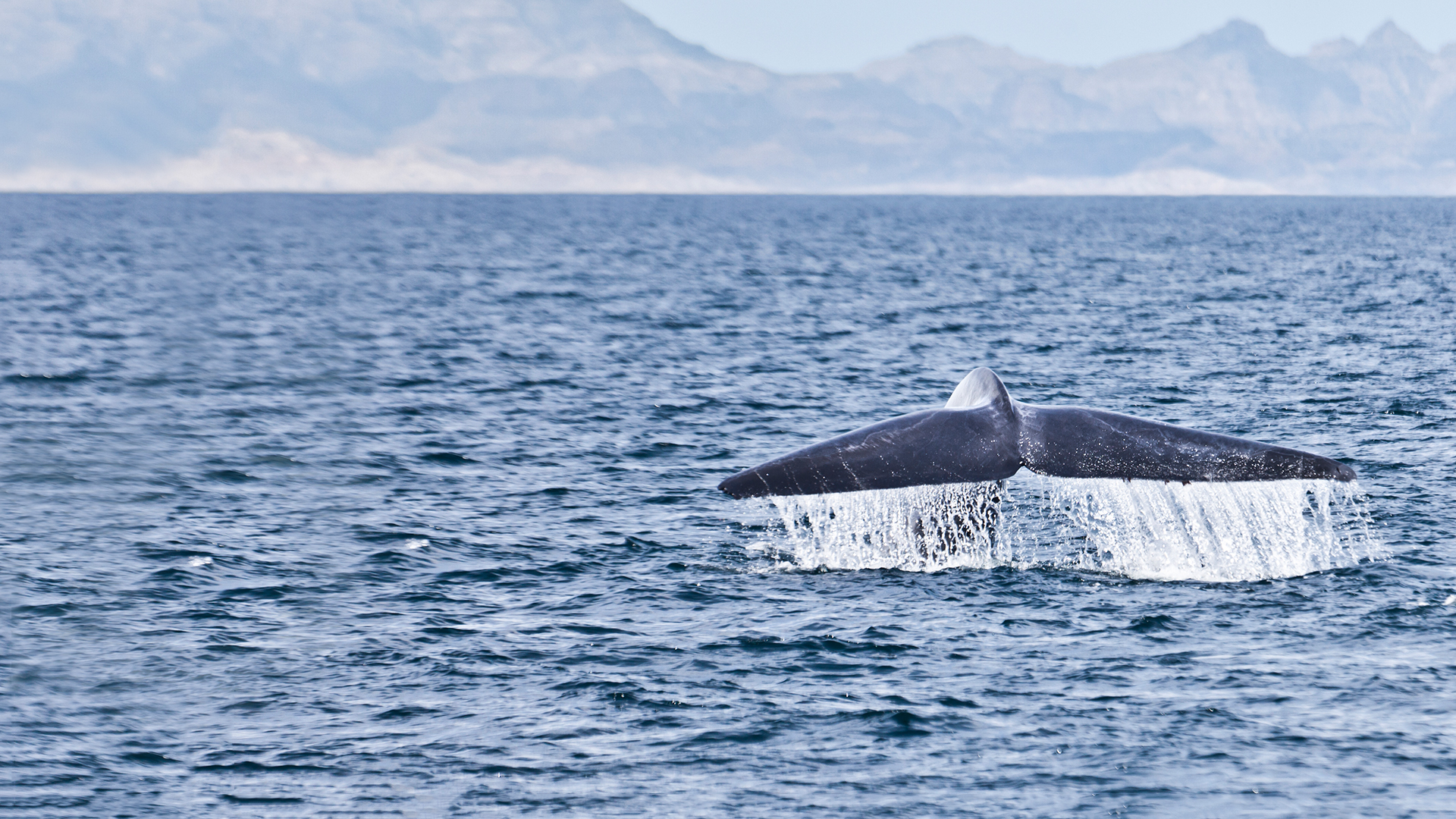 National Geographic Specials -  Kingdom of the Blue Whale