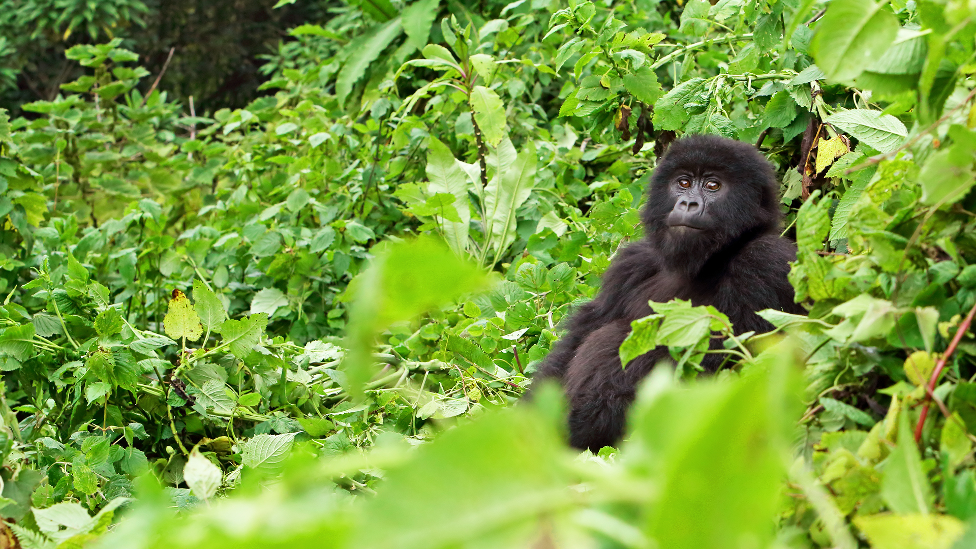 National Geographic Specials -  Lost Gorillas of Virunga