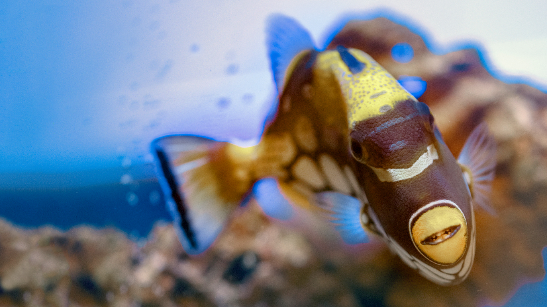 National Geographic Specials - Hawaii