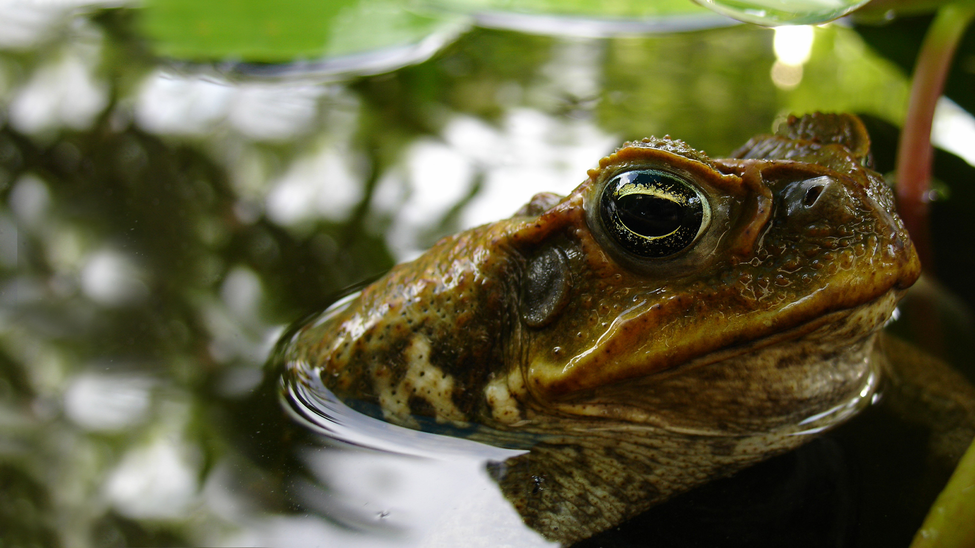 National Geographic Specials - Invasion of the Killer Toads