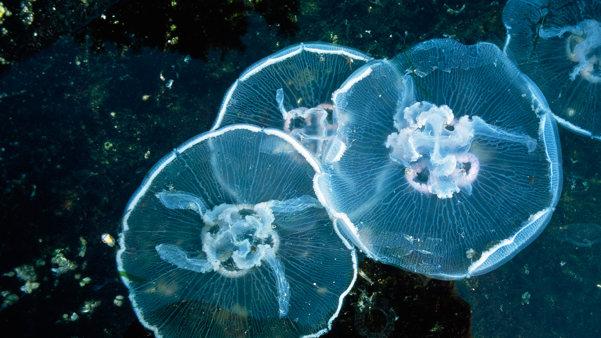 National Geographic Specials - Jellyfish Invasion
