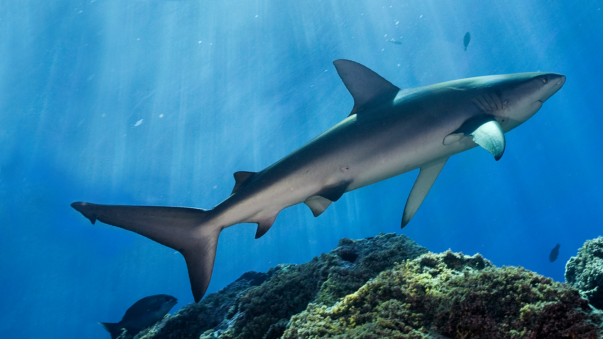 National Geographic Specials - Lost Sharks of Easter Island National Geographic Specials - Lost Sharks of Easter Island