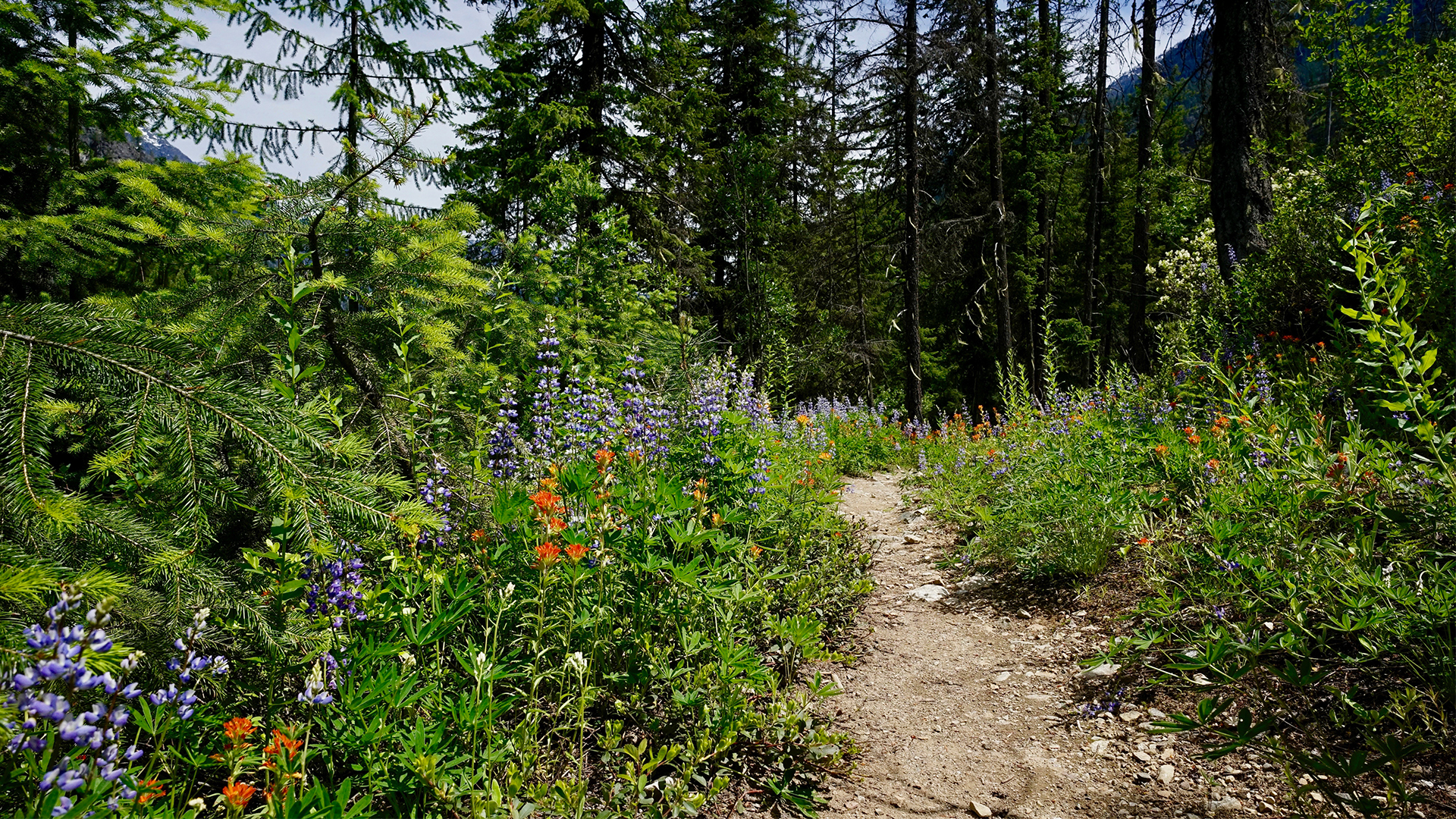 National Geographic Specials - Pacific Crest Trail