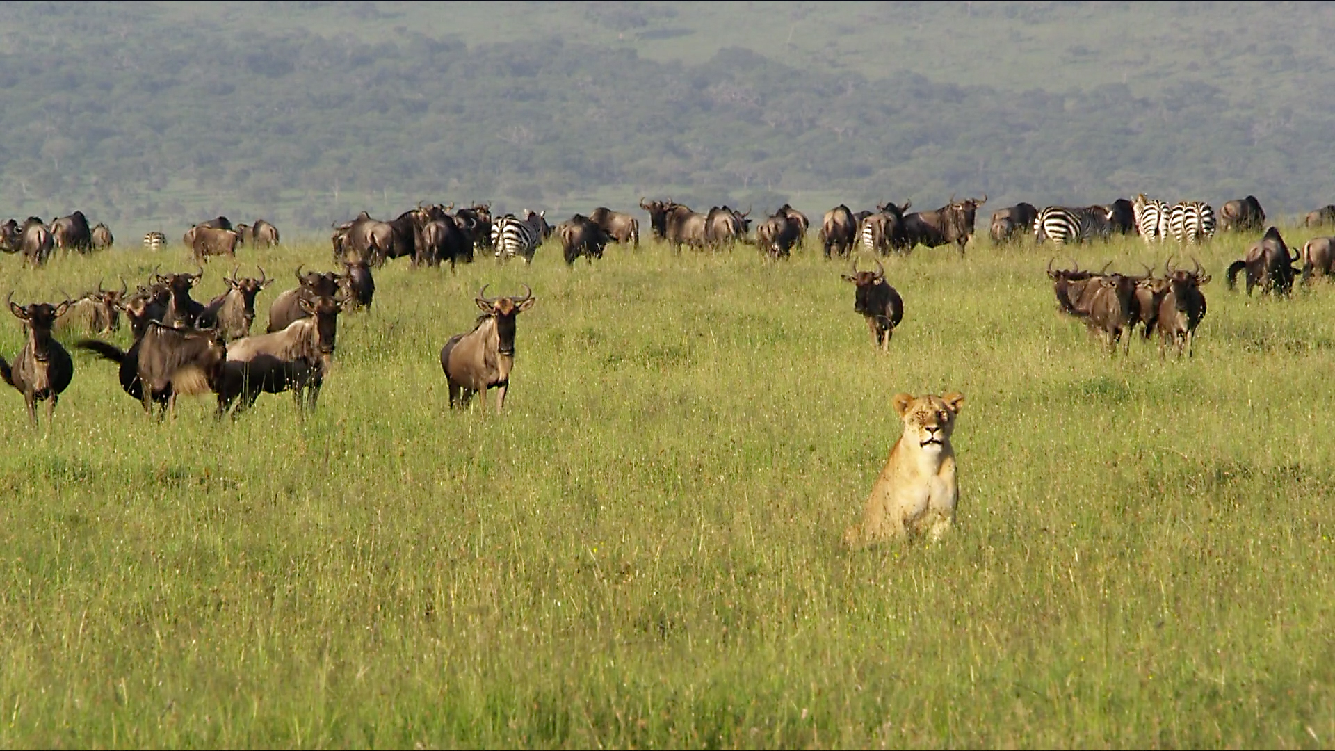 Nomads of the Serengeti - E1 - Journey to the Short Grass Plains