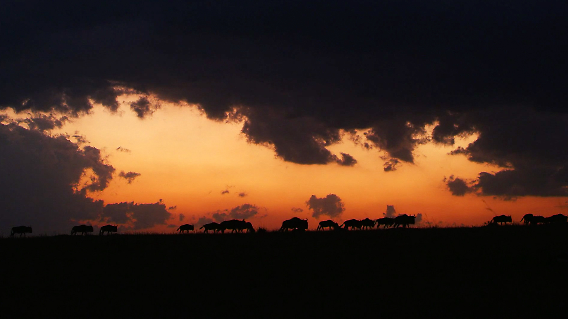 Nomads of the Serengeti - E2 - Return to the Mara