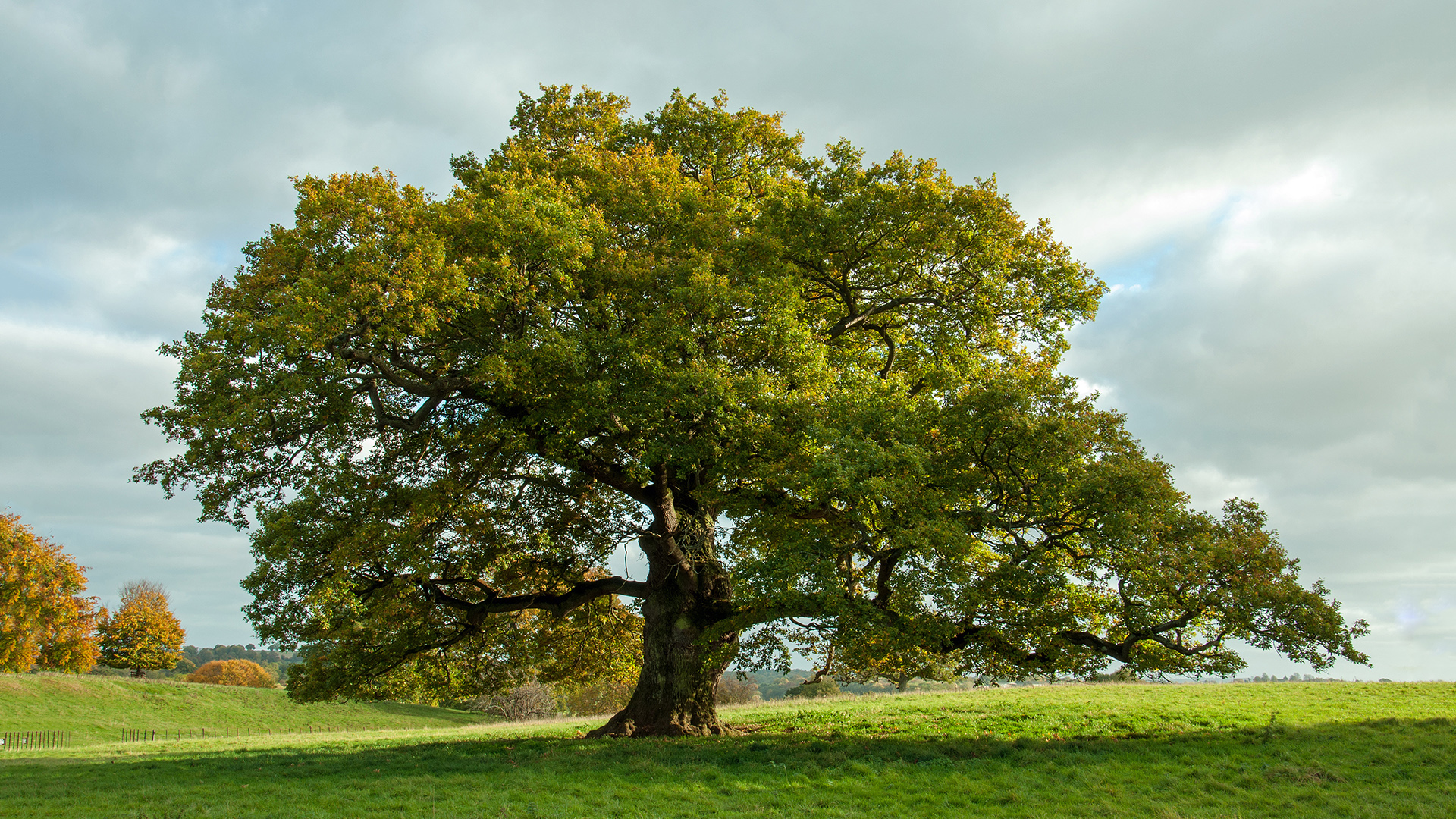 Oak Tree: Nature's Greatest Survivor - E2 - Oak Tree: Nature's Greatest Survivor