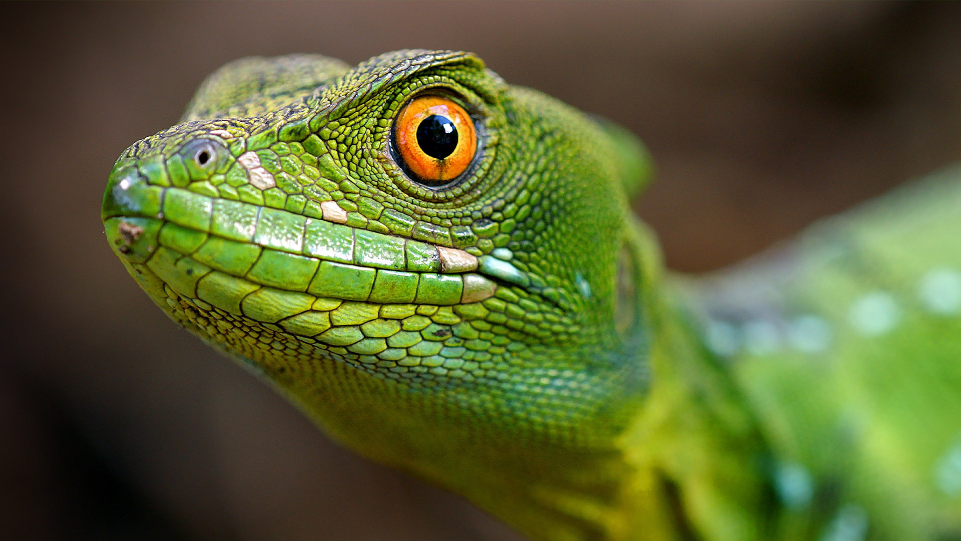 One Wild Day - E3 - Jungles