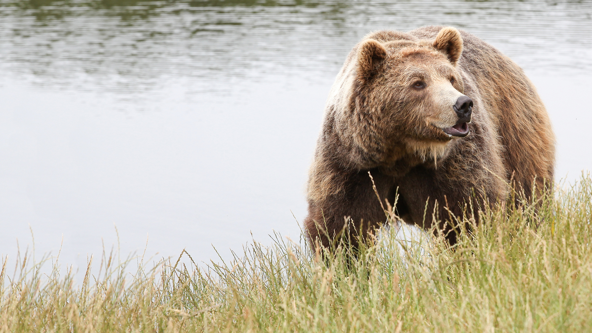 Sacred Grizzly