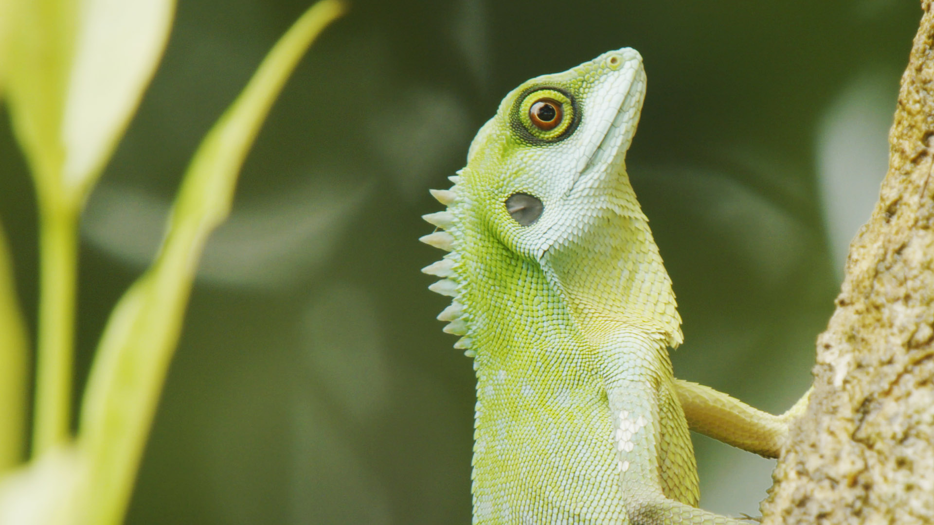 Singapore's Secret Forests