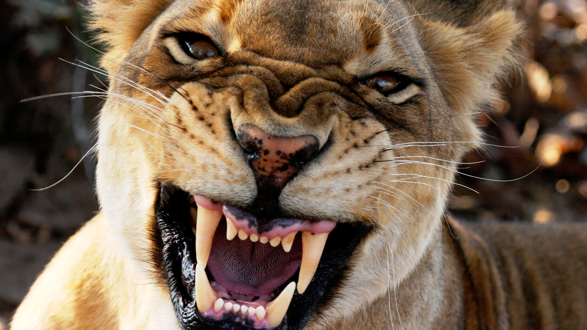 The Great Rift: Africa's Wild Heart - E1 - Fire