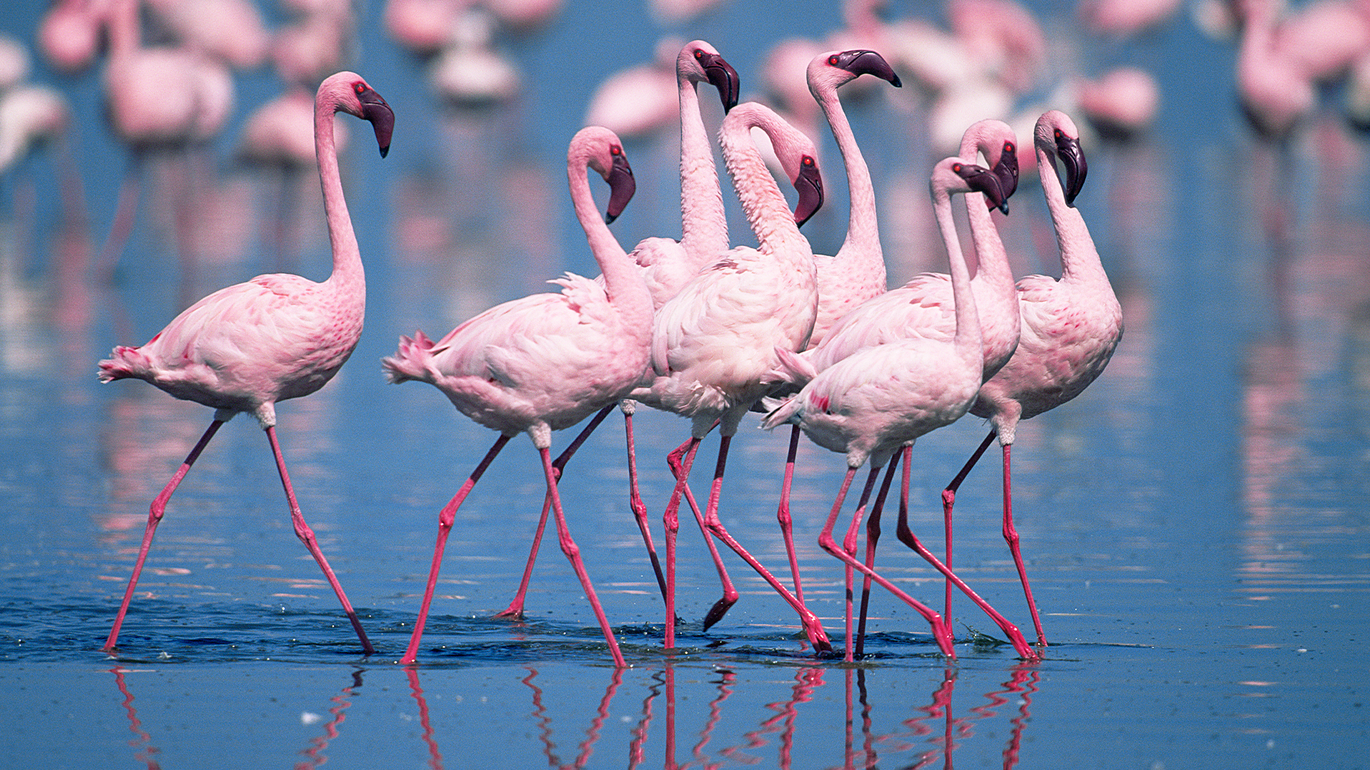 The Great Rift: Africa's Wild Heart - E2 - Water