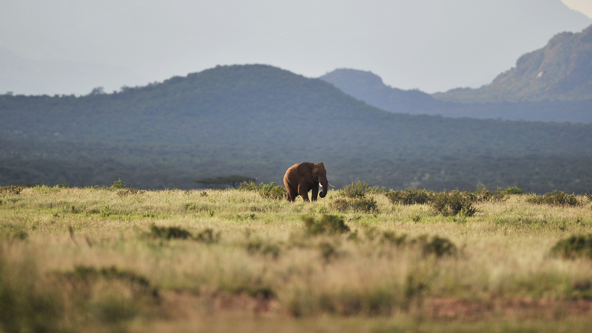 The Great Rift: Africa's Wild Heart - E3 - Grass
