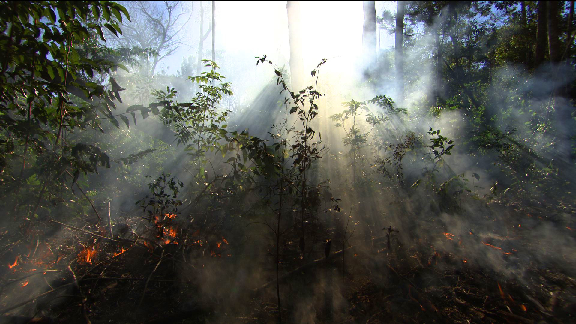 The Tipping Points - E2 - Forests of the Amazon