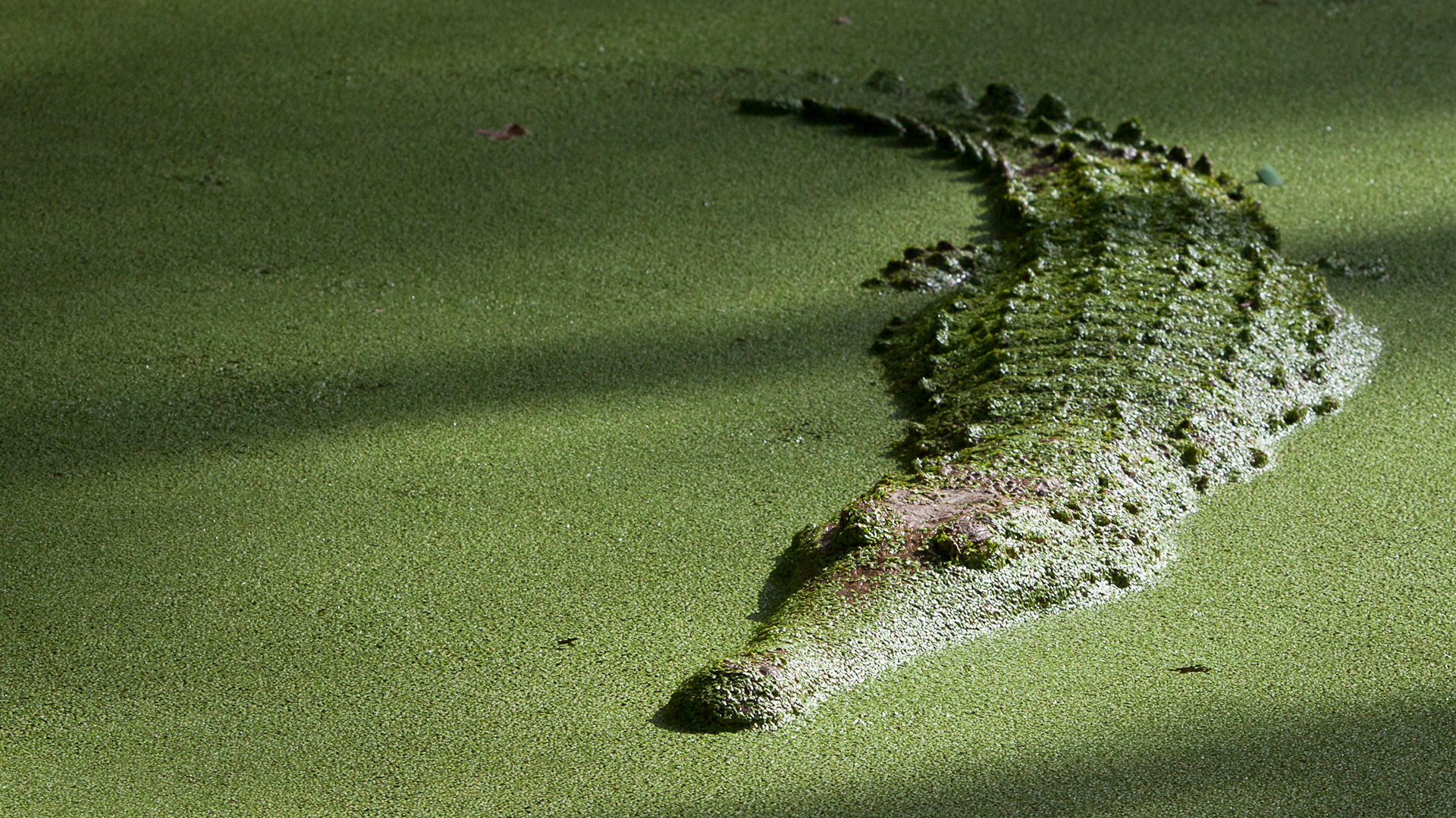 Wild Australia - E2 - Jurassic Jungle