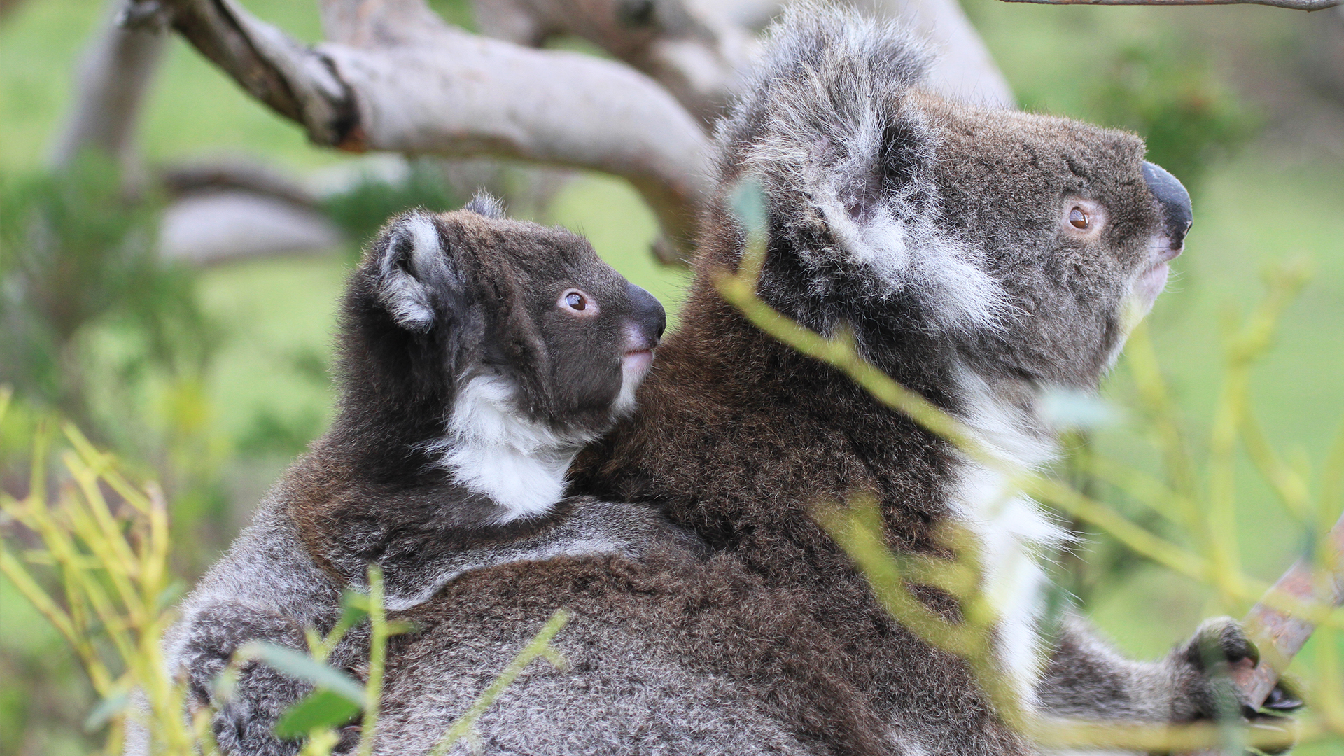 Wild Australia - E3 - Realm of the Wombat