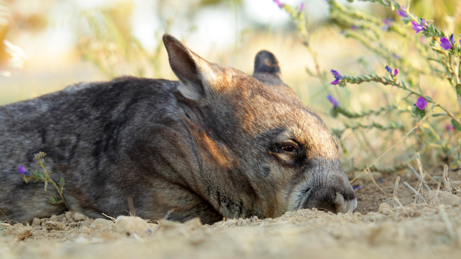 Wild Australia - E4 - Koala Forest