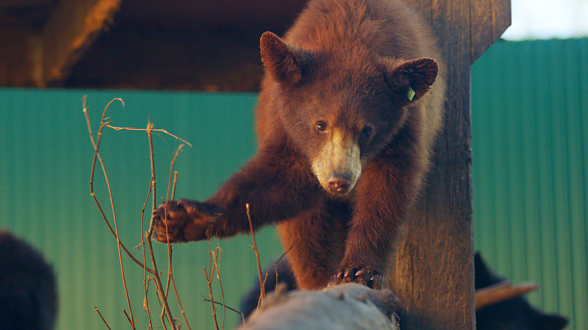 Wild Bear Rescue - E1 - A Cub with a Kick