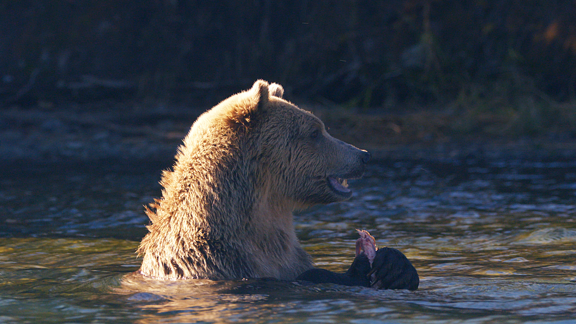 Wild Bear Rescue - E2 - A Taste of Freedom Wild Bear Rescue - E2 - A Taste of Freedom