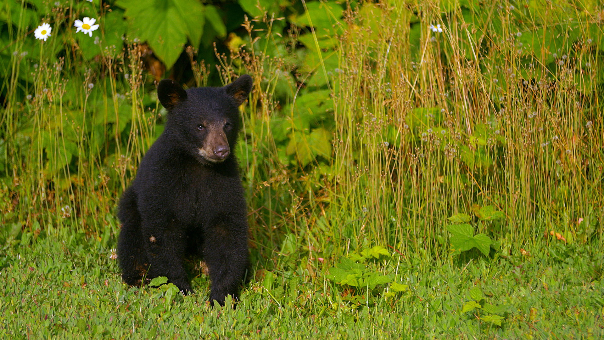 Wild Bear Rescue - E7 - Roadside Triage