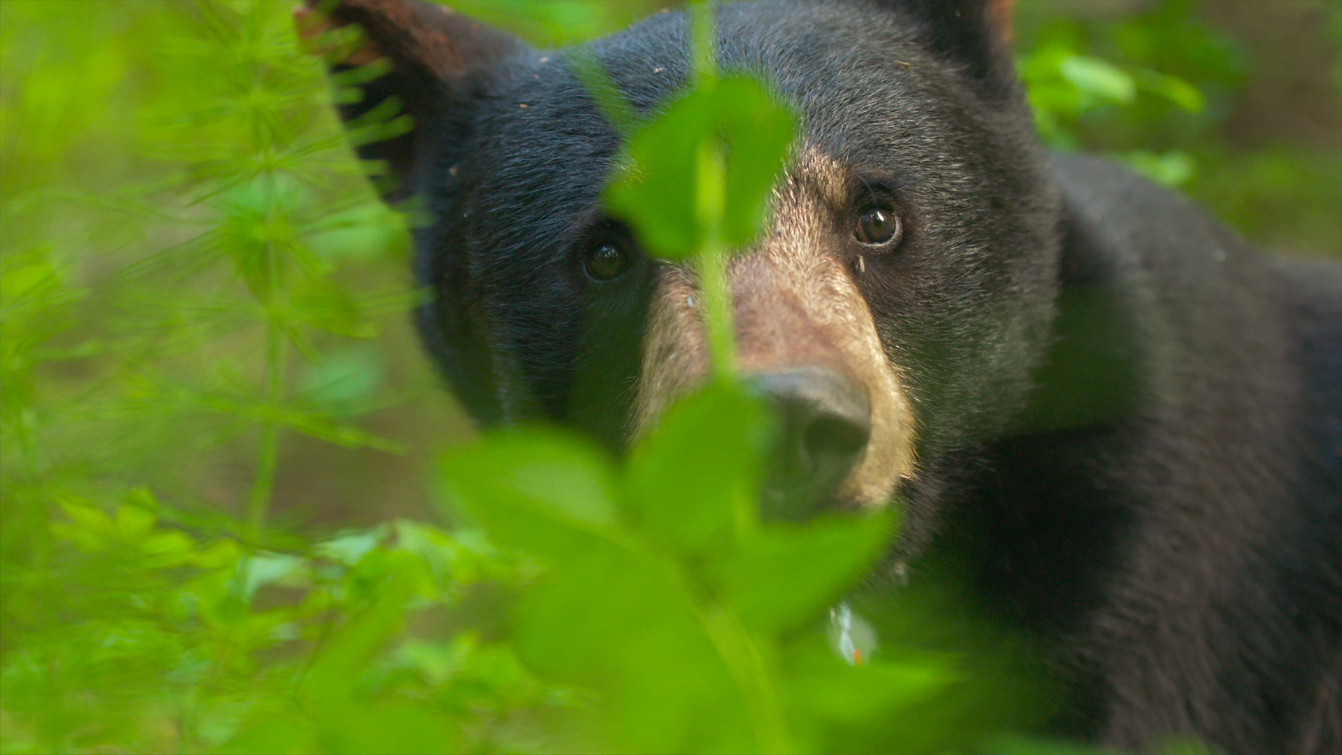 Wild Bear Rescue - S2E7 - Wasabi Goes Home Wild Bear Rescue - S2E7 - Wasabi Goes Home