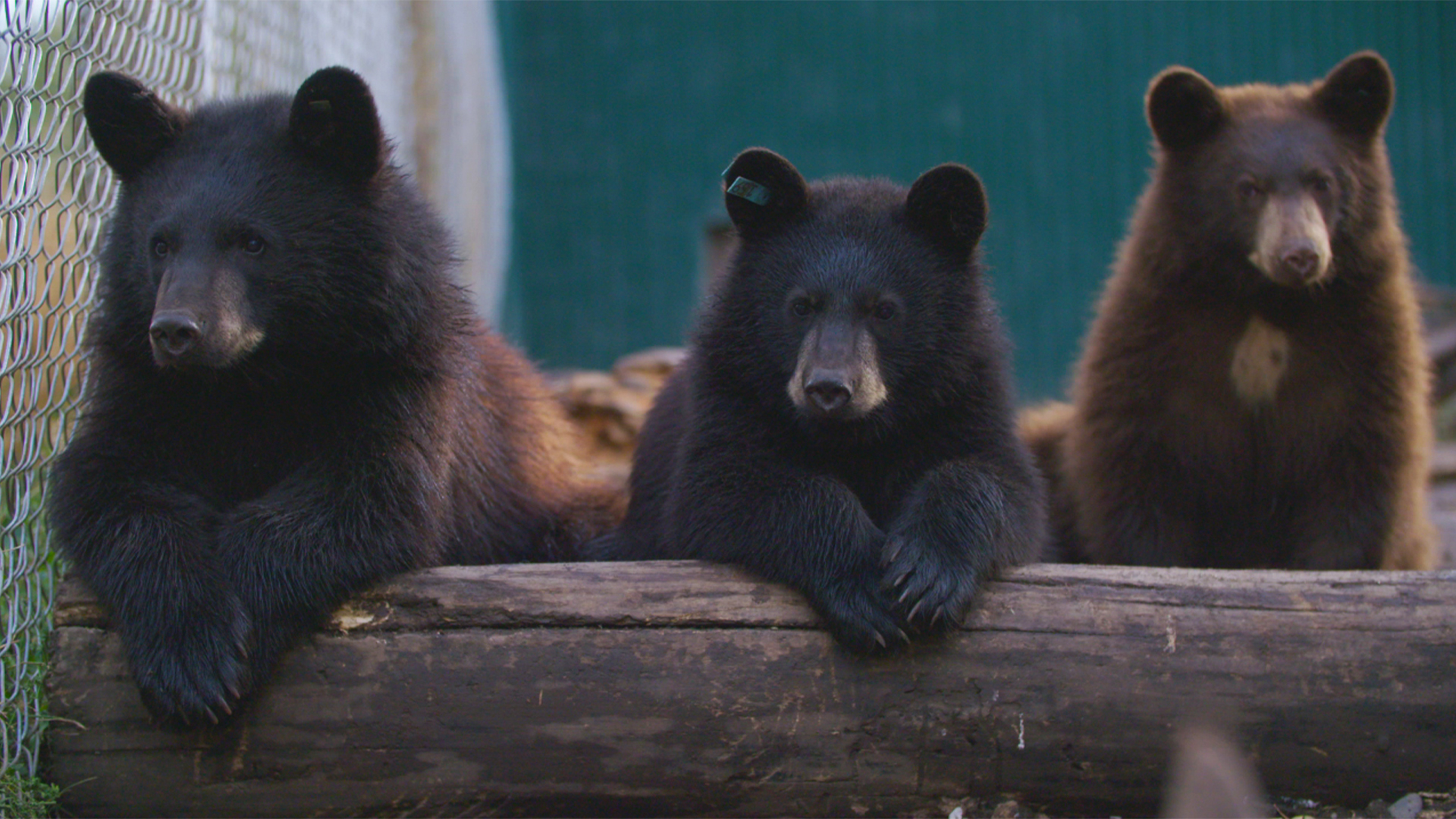 Wild Bear Rescue - S3E12 - Loner Bears