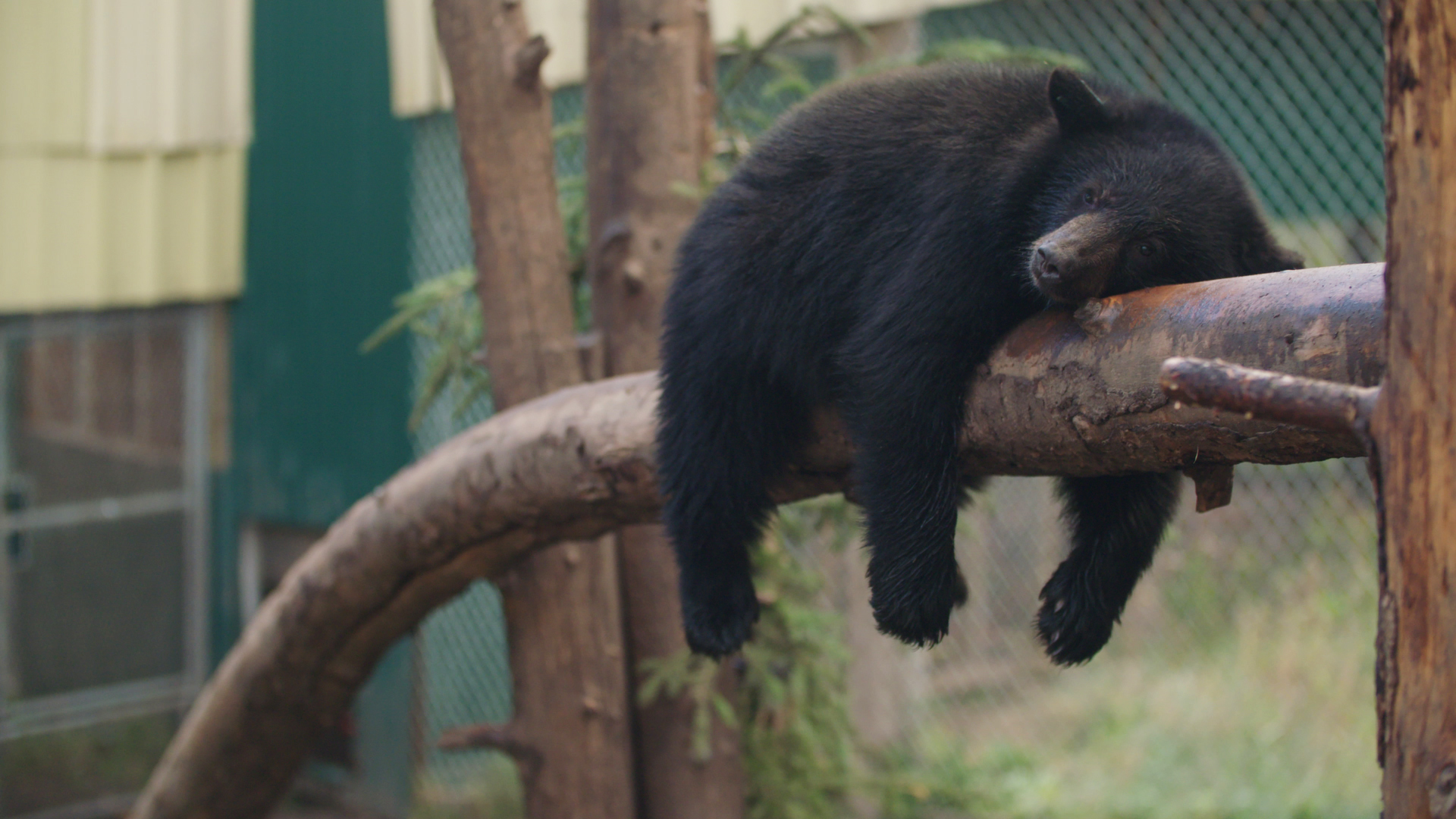 Wild Bear Rescue - S3E5 - The Houdini Bear