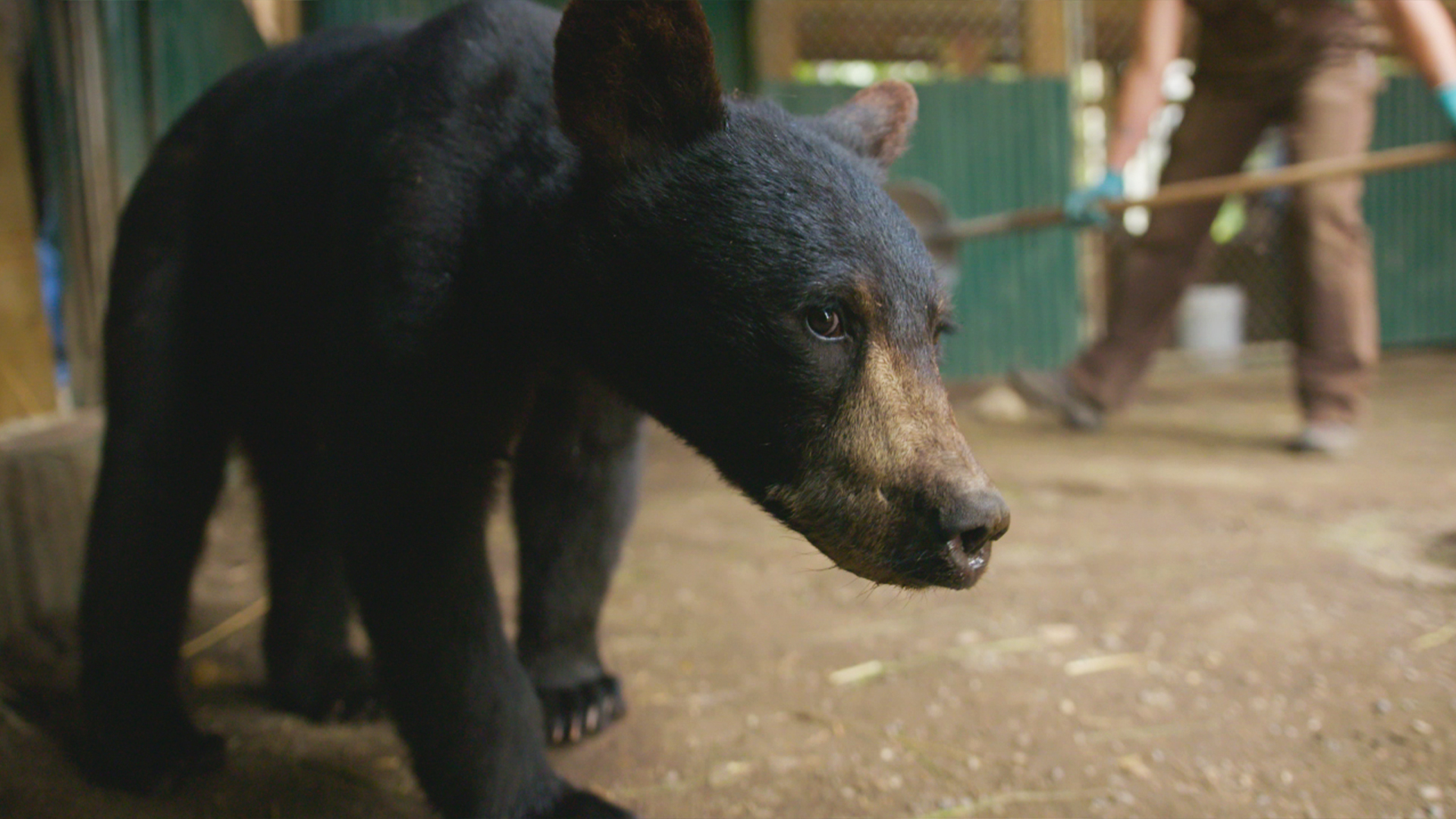 Wild Bear Rescue - S3E7 - Grin and Bear It Wild Bear Rescue - S3E7 - Grin and Bear It