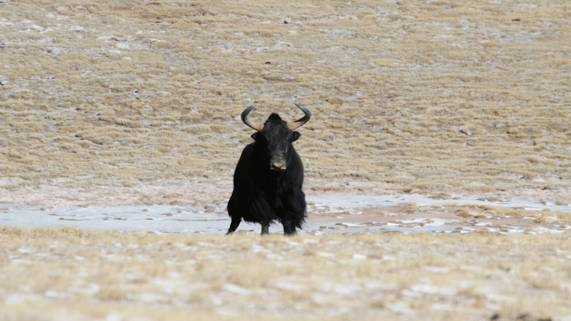 Wild China - E3 - Tibet