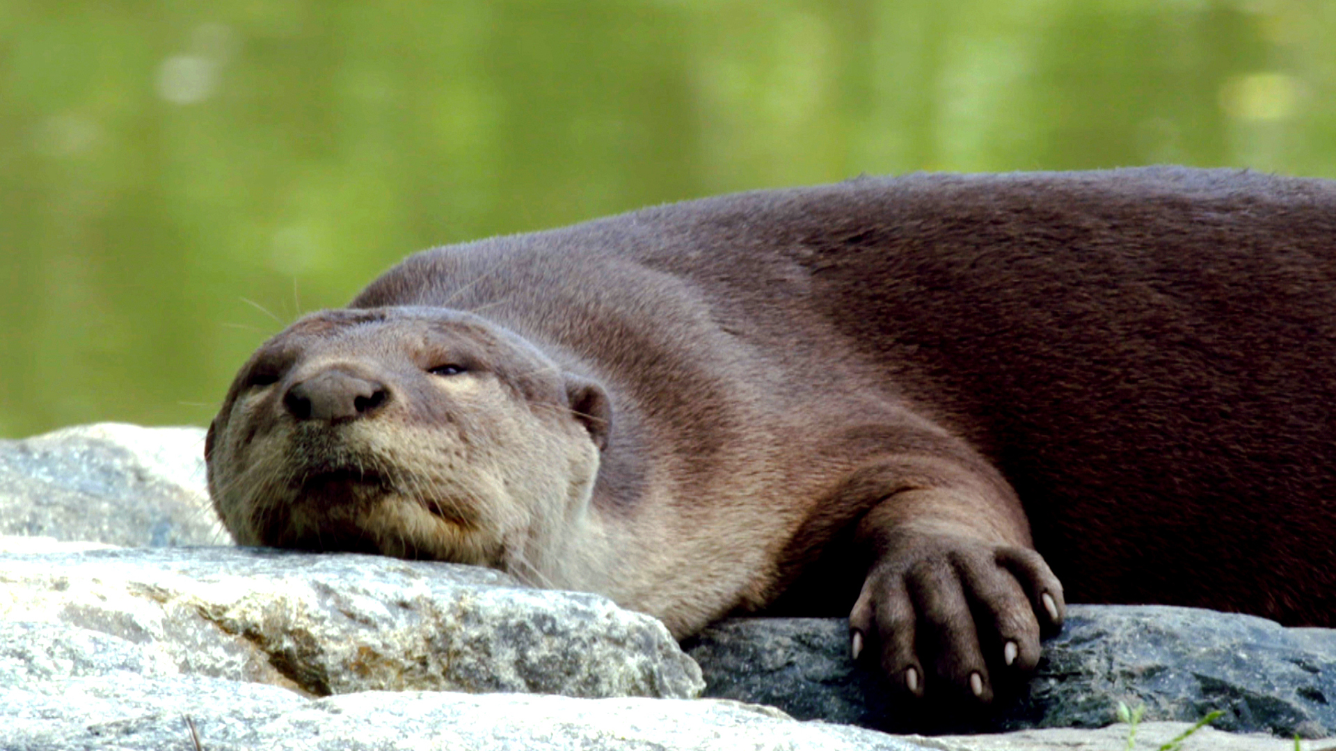 Wild City - E1 - Hidden Wild