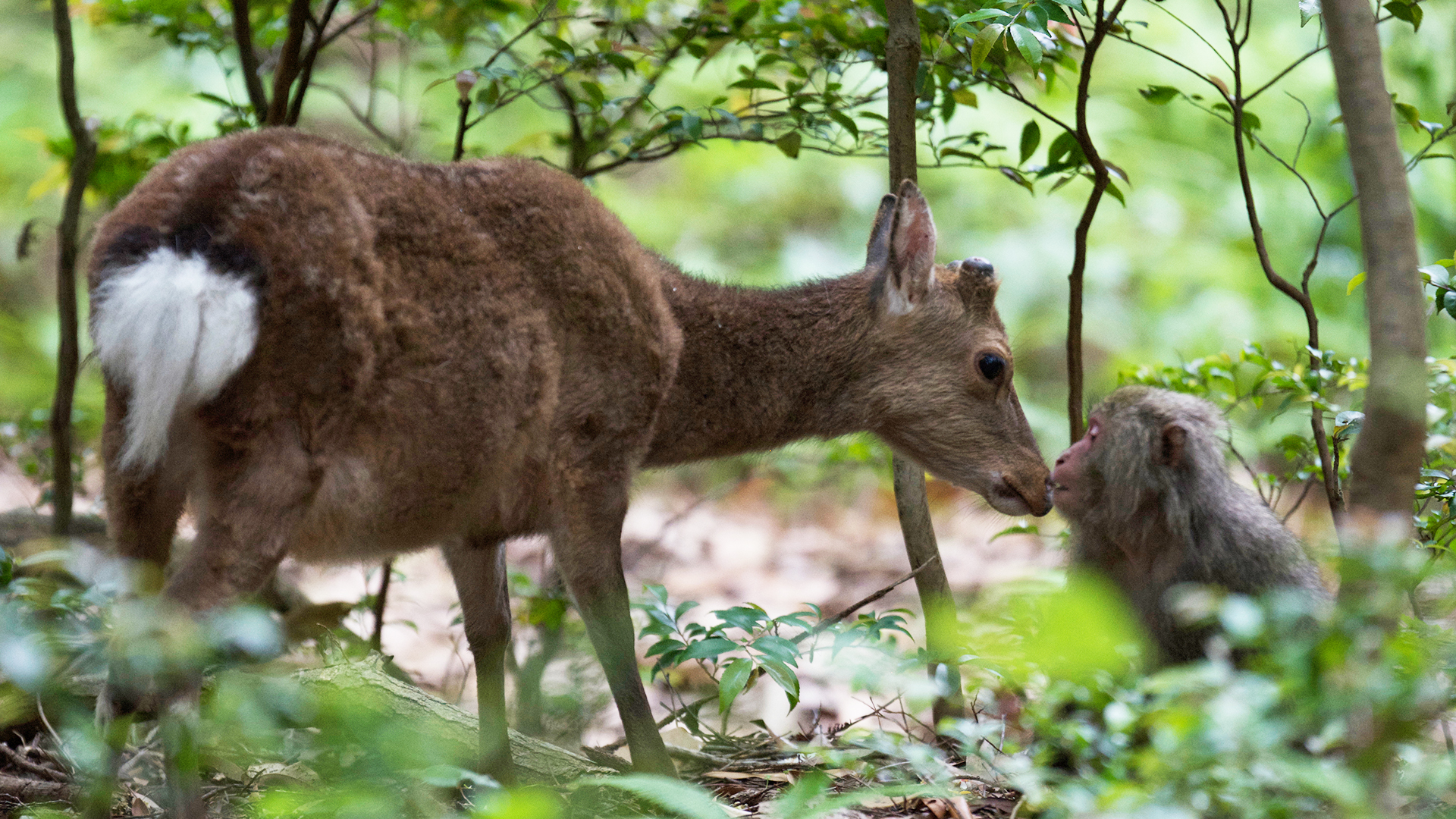 The Southwest Islands
