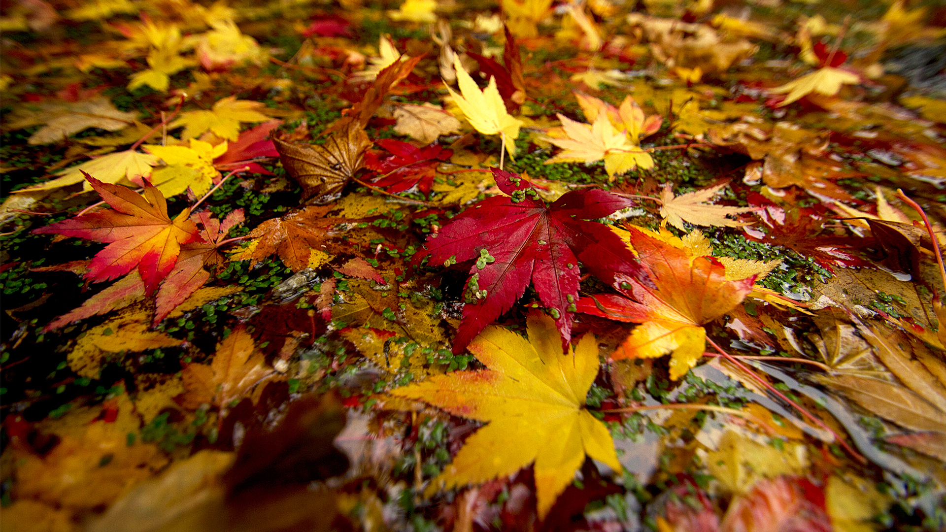 Wild Kingdom - E4 - Autumn