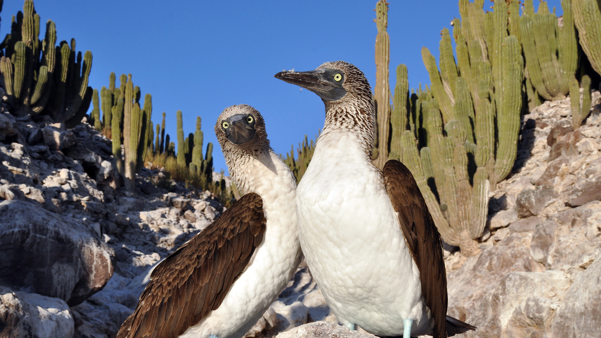 Wild Mexico - E3 - Burning North