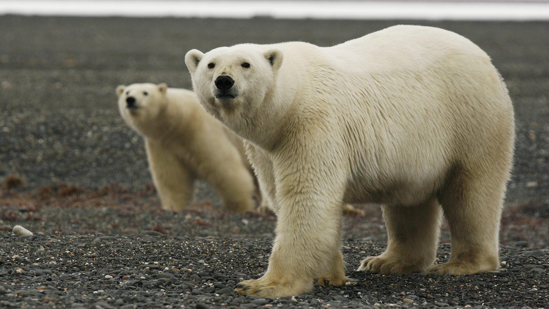 Wild Russia - E5 - The Secret Forest