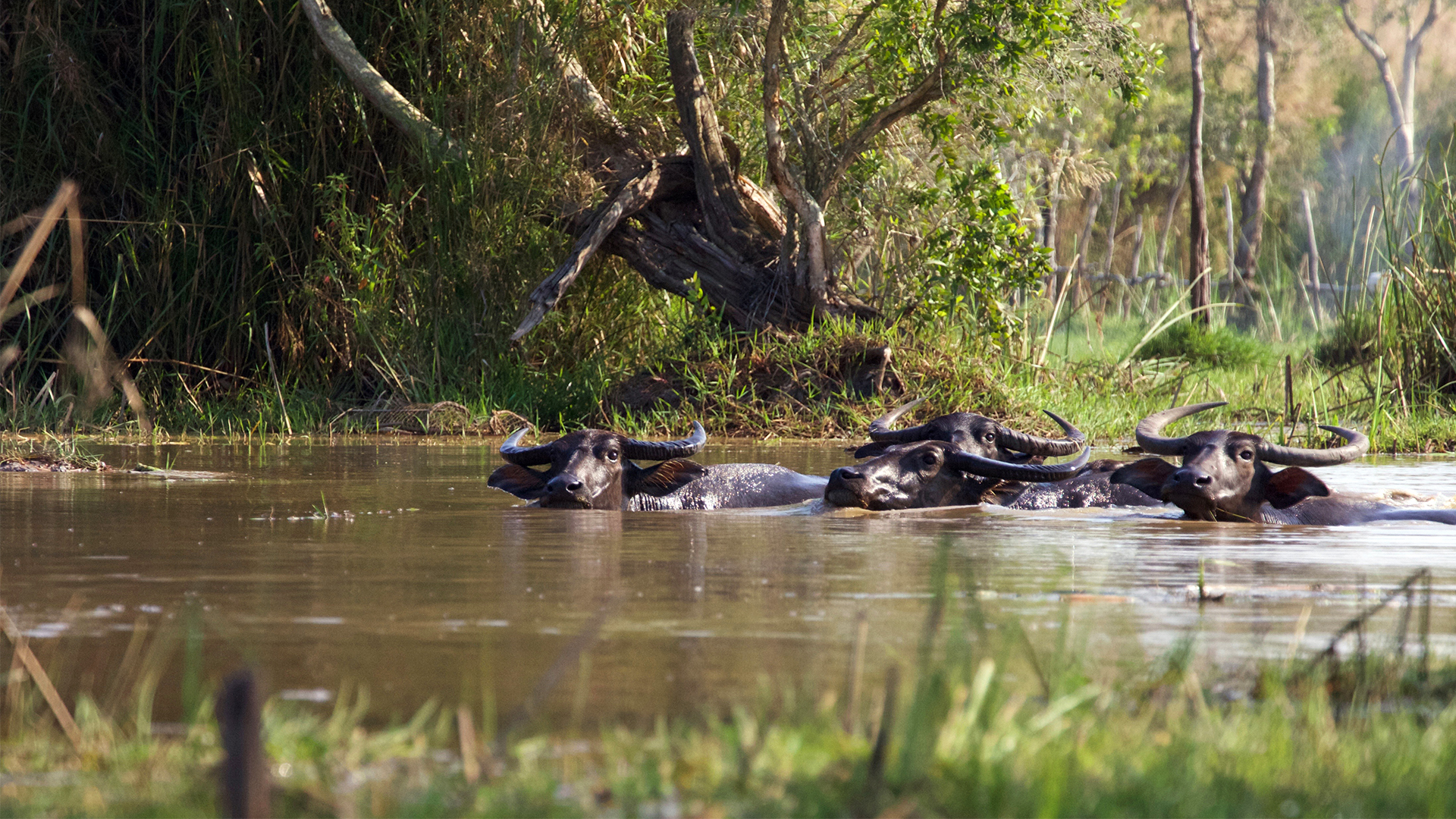Wild Thailand - E1 - The Tropical South