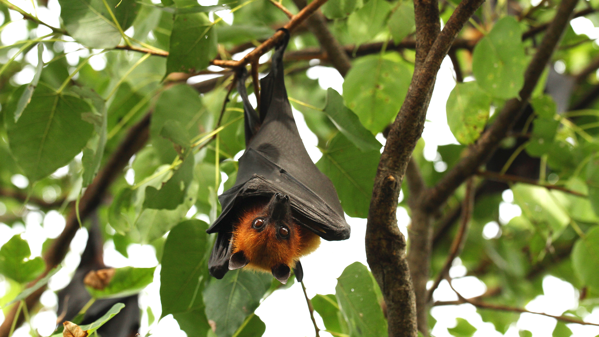 Wild Thailand - E2 - The Central Heartland
