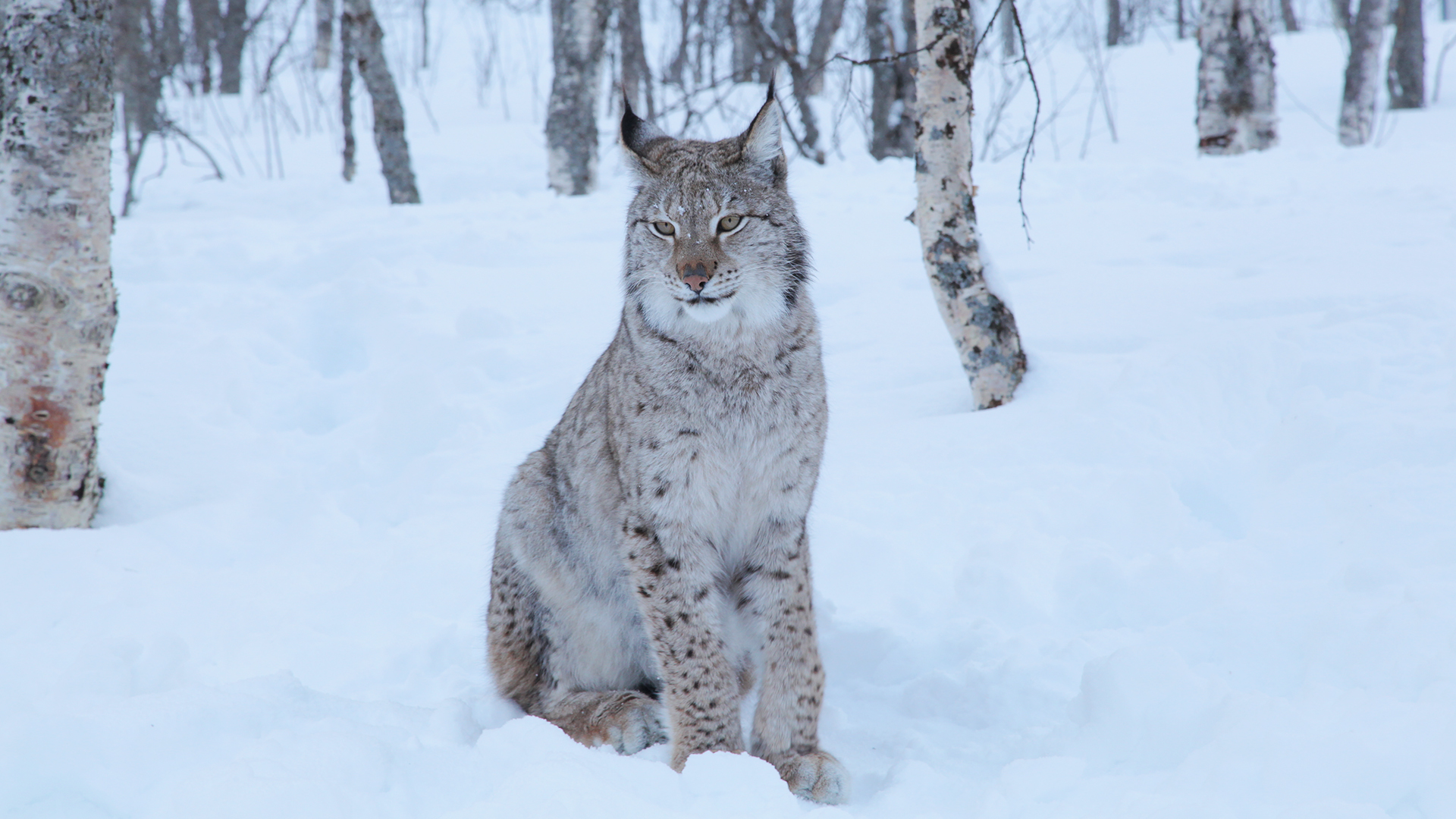 Forests and Woodlands