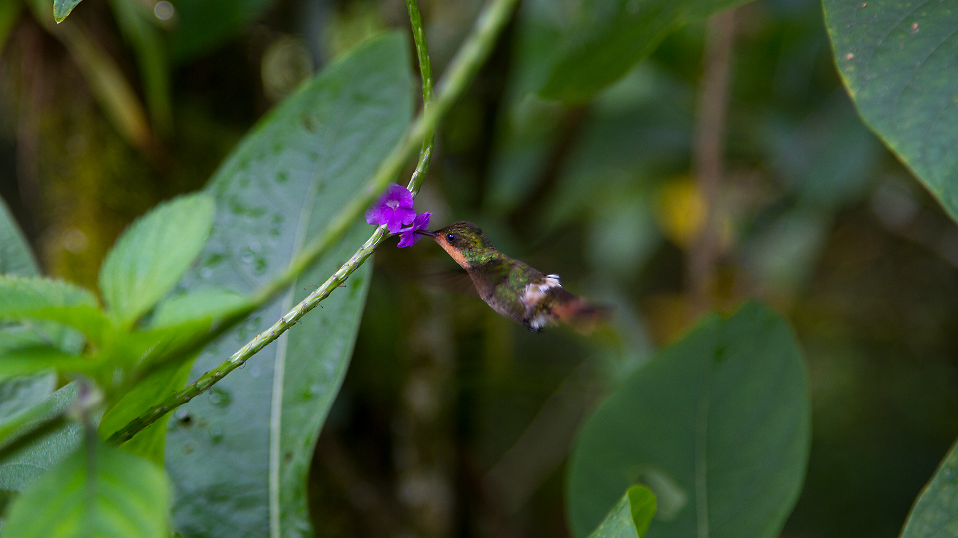 Wildest Islands - S1E2 - The Caribbean: The Wild Side of Paradise