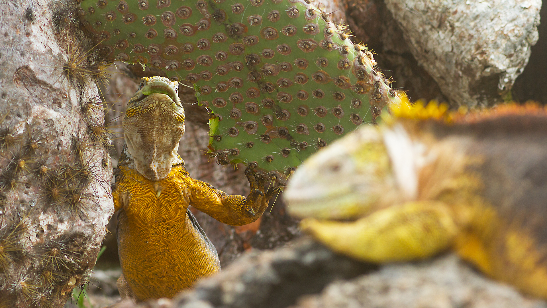 Wildest Islands - S1E3 - Galapagos: Darwin's Eden