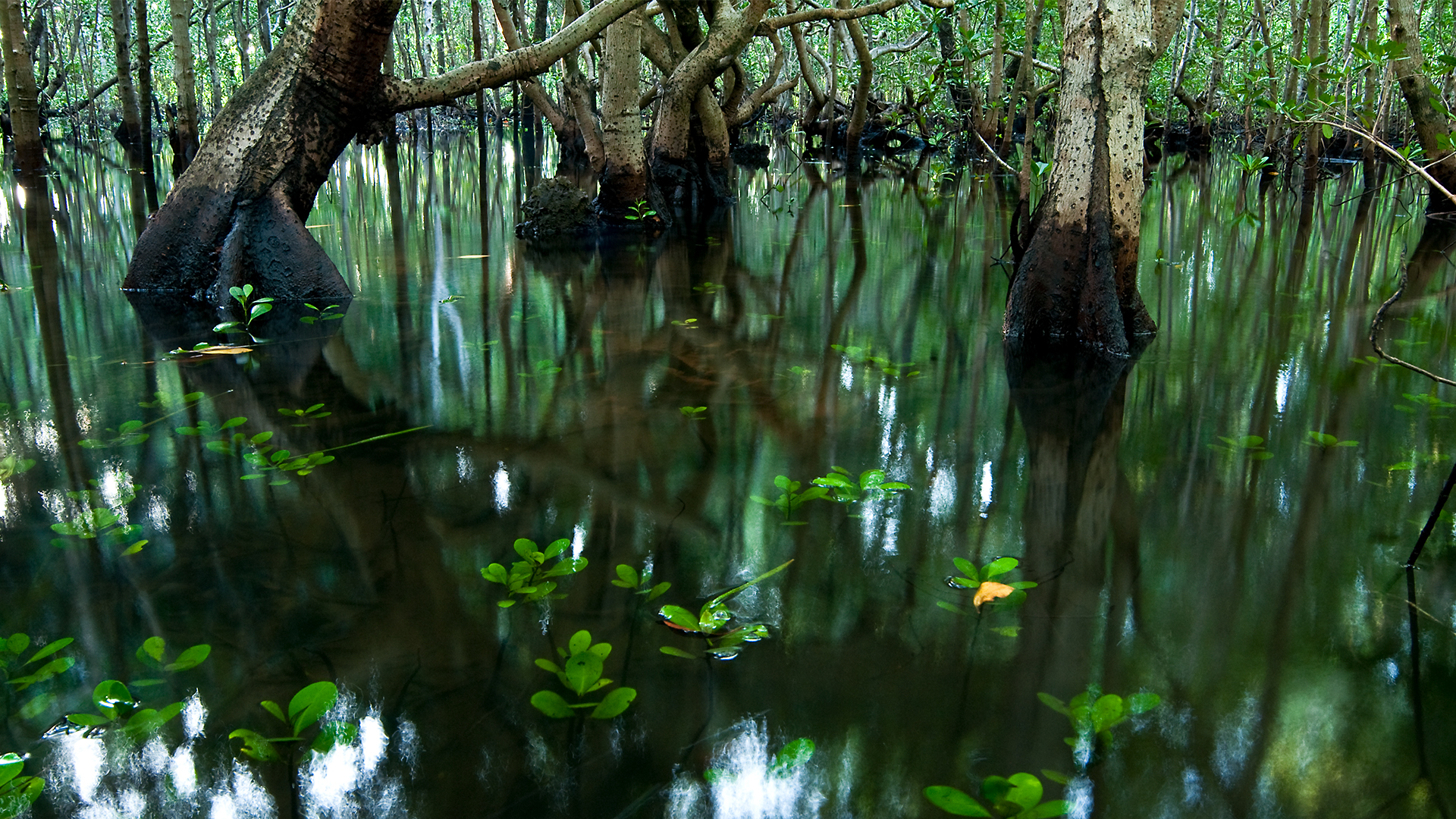 Wildest Islands - S1E1 - Zanzibar: Land of Giants