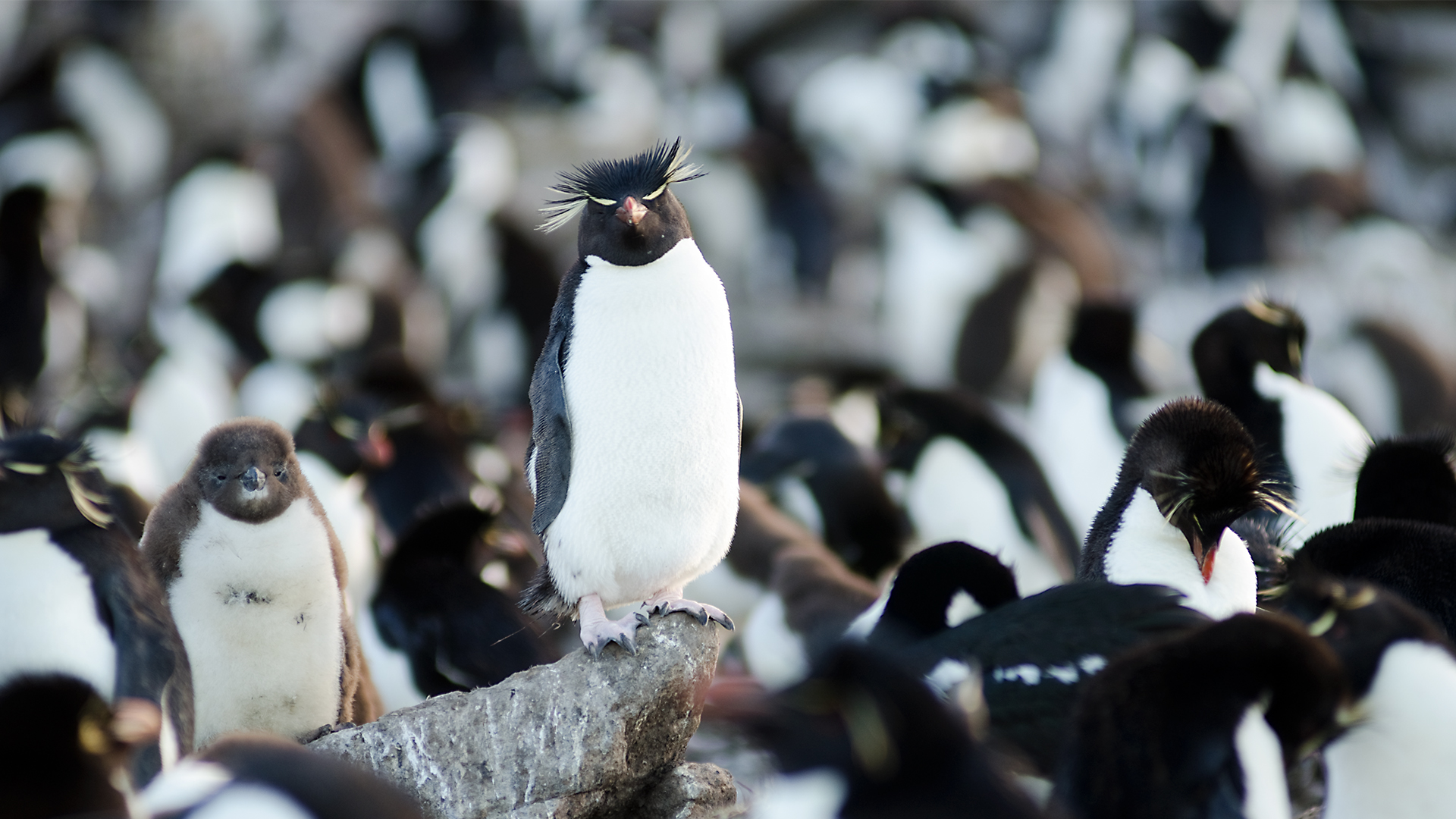 Wildest Islands - S2E5 - Falkland Islands: Penguin Paradise