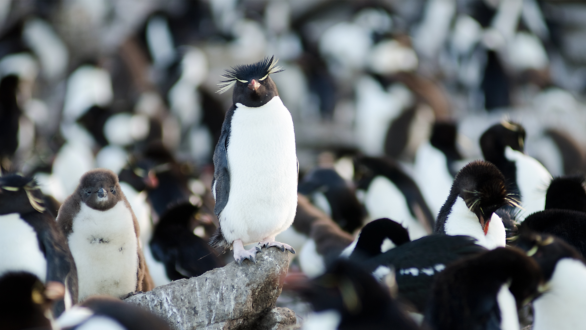 Wildest Islands - S2E5 - Falkland Islands: Penguin Paradise Wildest Islands - S2E5 - Falkland Islands: Penguin Paradise