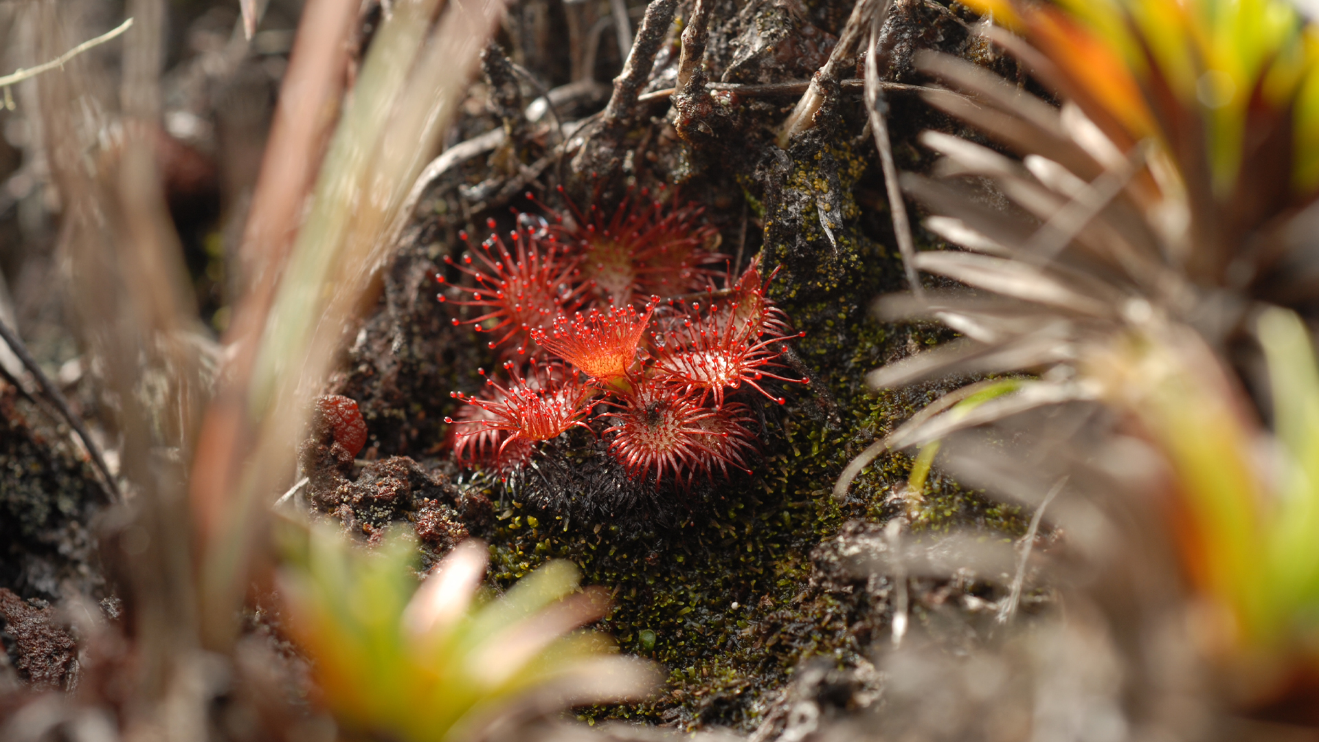 Wildest Latin America - E3 - Venezuela: The Treasures of El Dorado