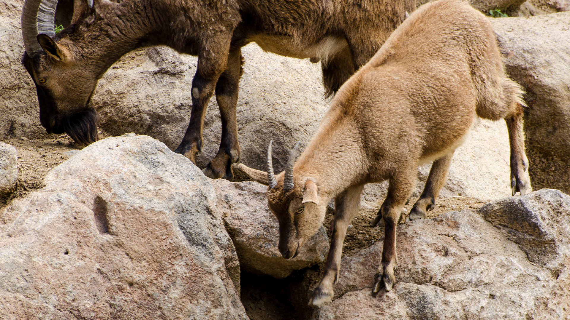 Wildest Middle East - E1 - Turkey: Life on the Edge
