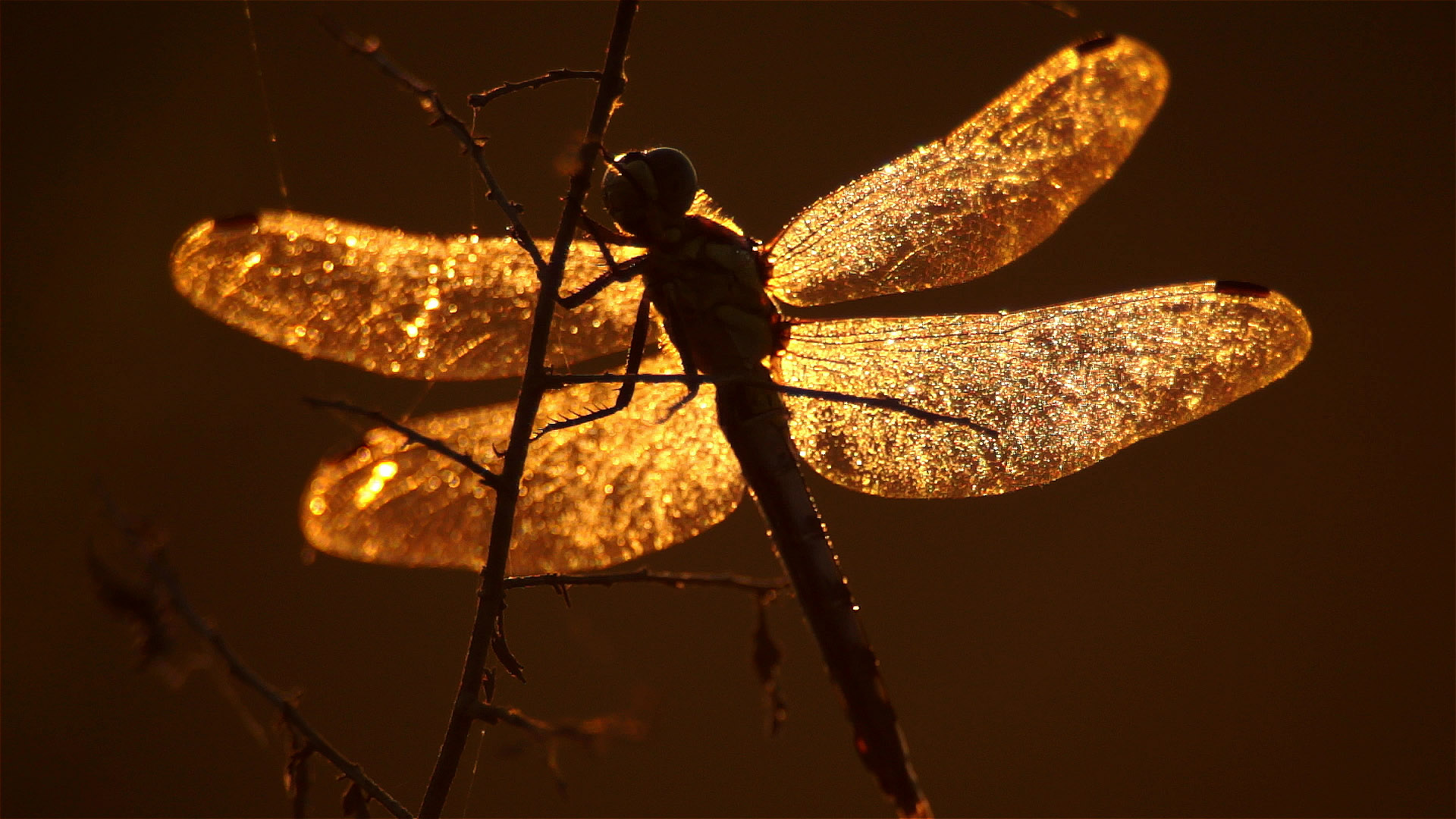 Wildest Middle East - E4 - Caspian: The Hidden Cradle