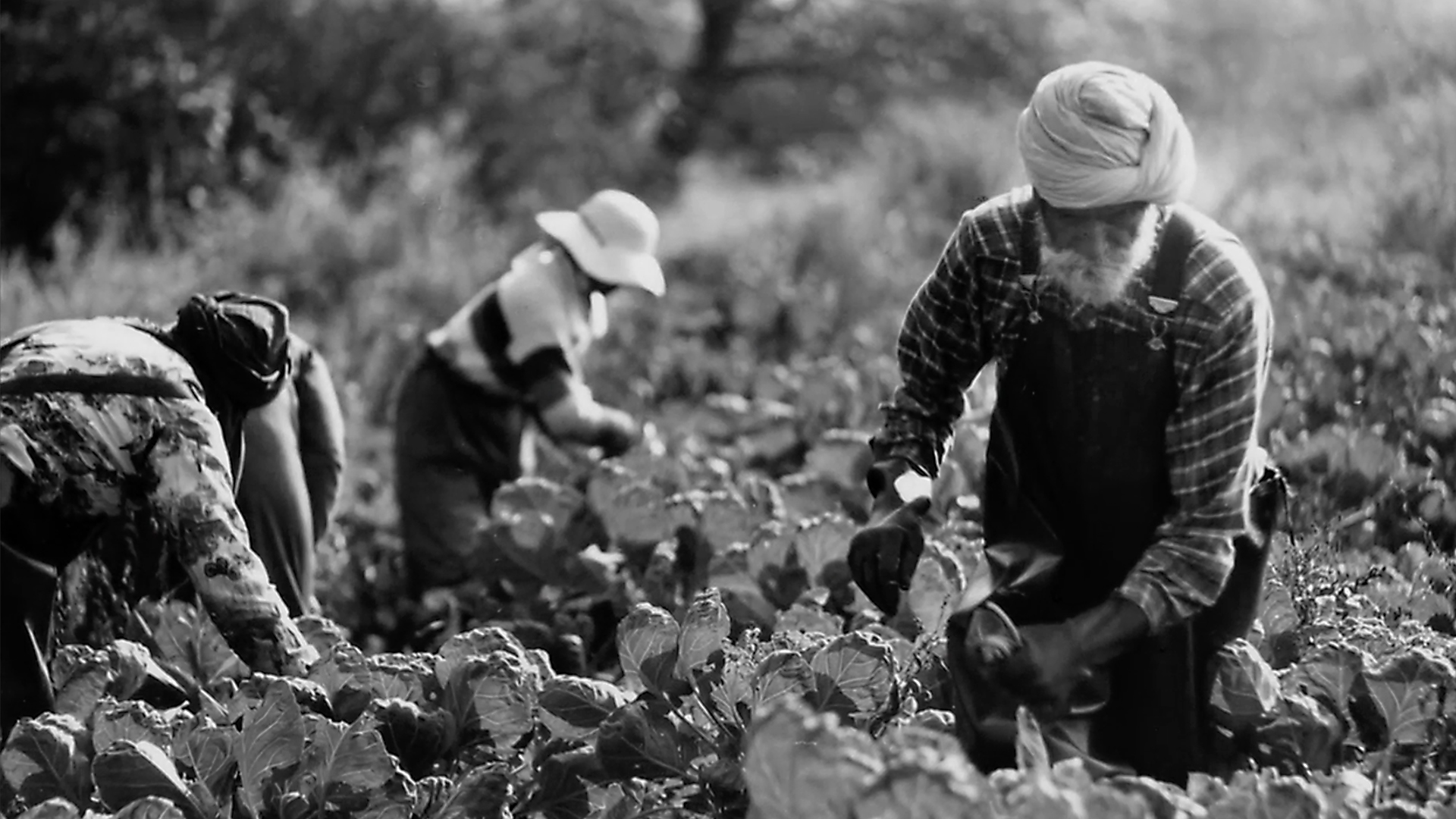 Working People: A History of Labour in British Columbia - E29 - Farmworkers
