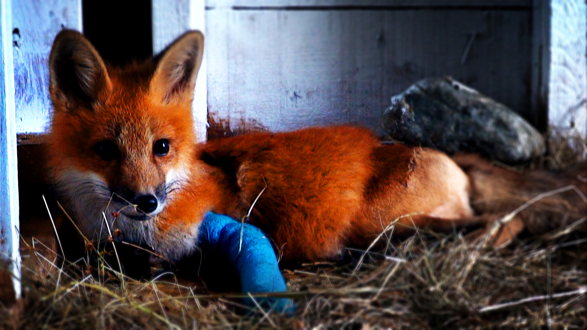 Hope for Wildlife - S1E3 - Outfoxed Hope for Wildlife - S1E3 - Outfoxed