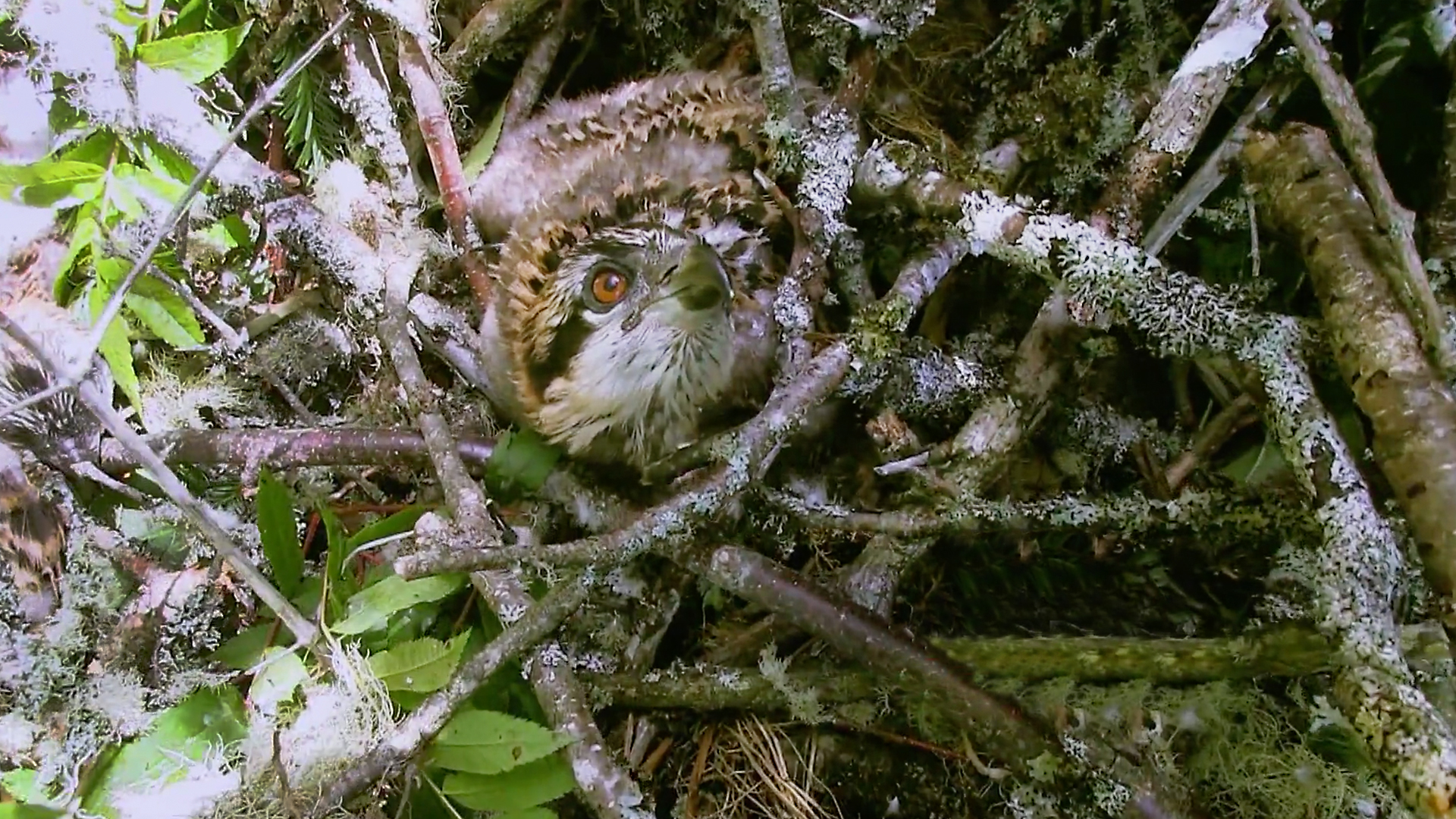 Hope for Wildlife - S6E7 - Batten Down the Hatches Hope for Wildlife - S6E7 - Batten Down the Hatches