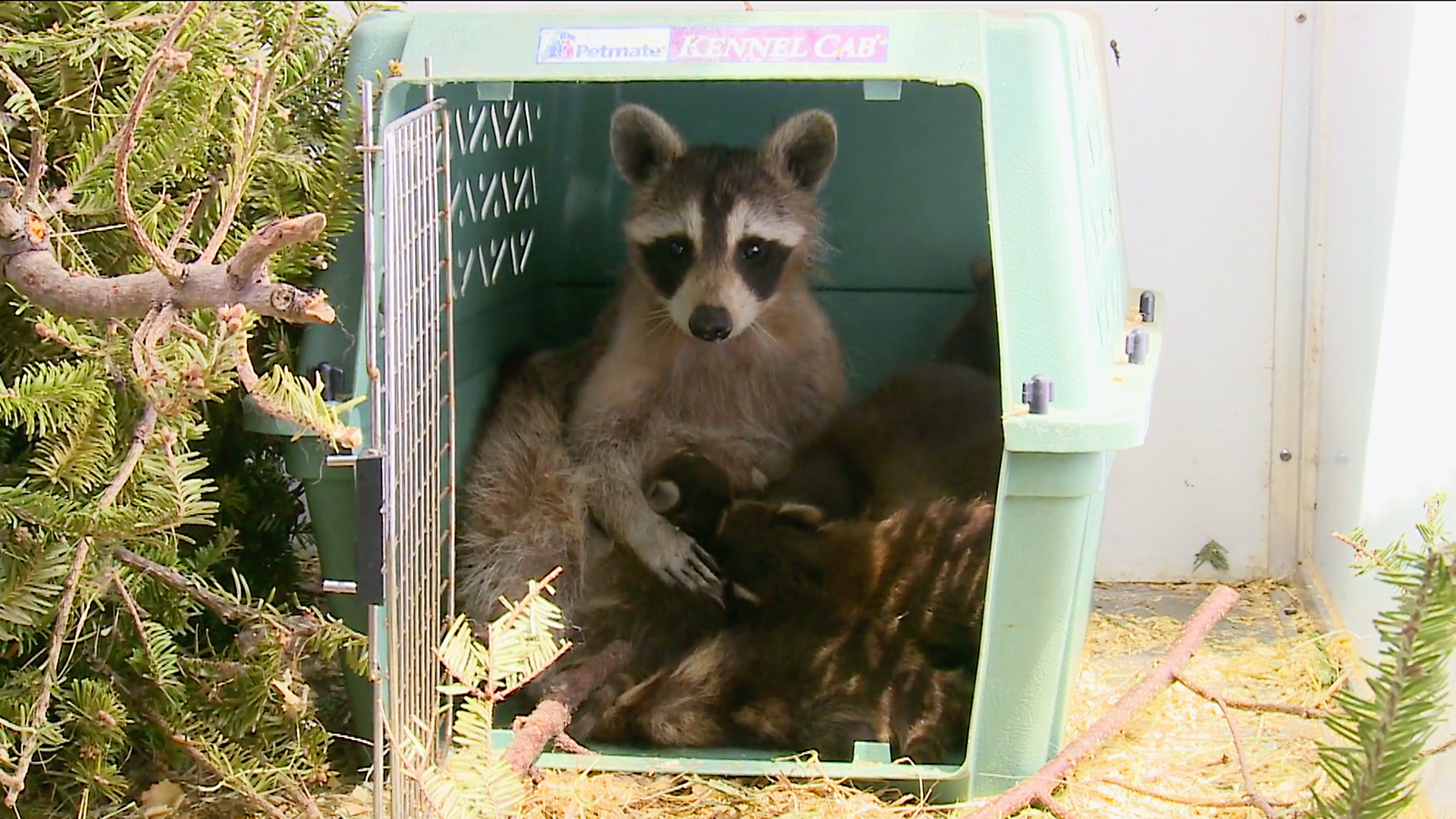 Hope for Wildlife - S6E8 - Lodge and Order